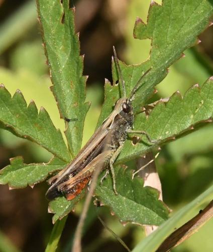 Omocestus rufipes